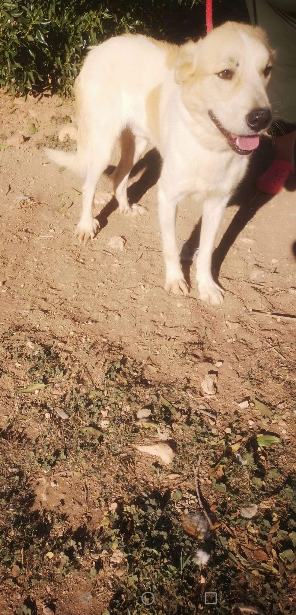 alfie_1163130016027285