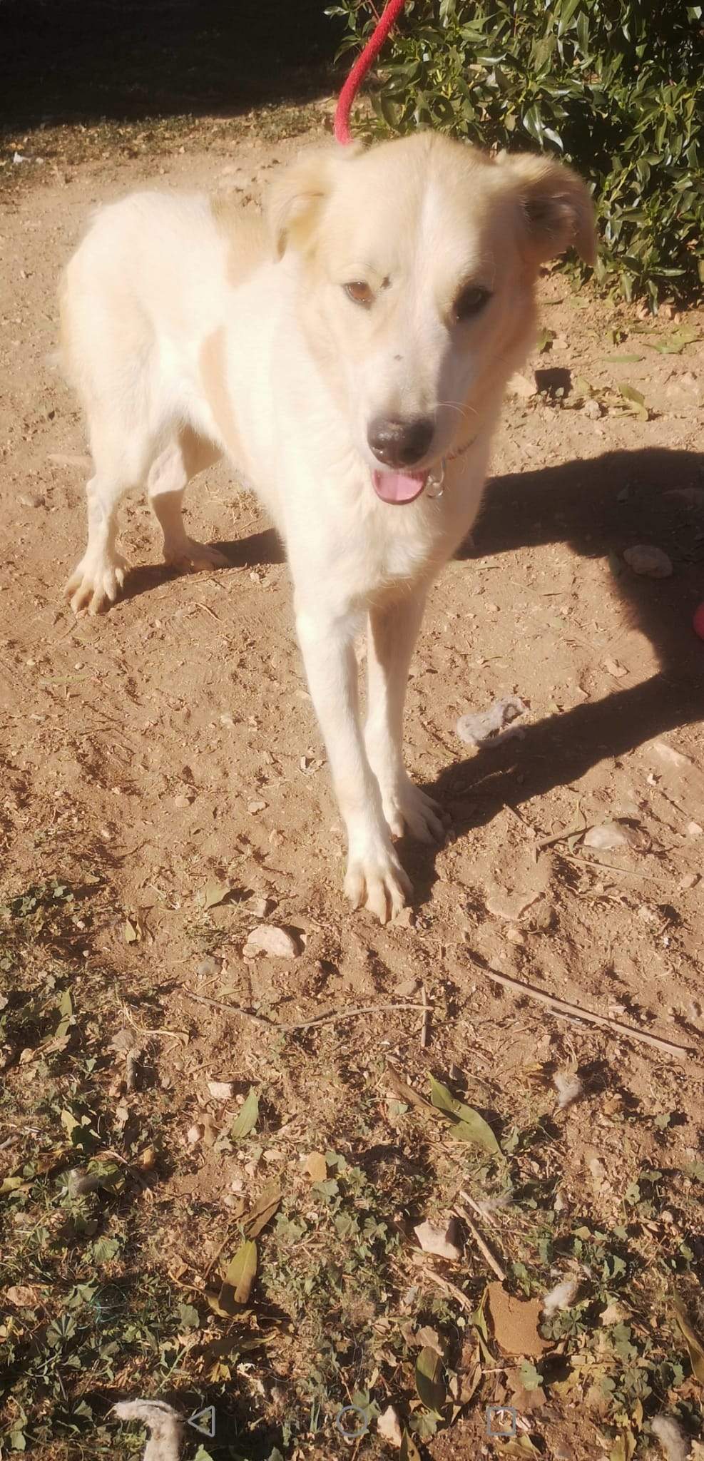 alfie_1163130022693951