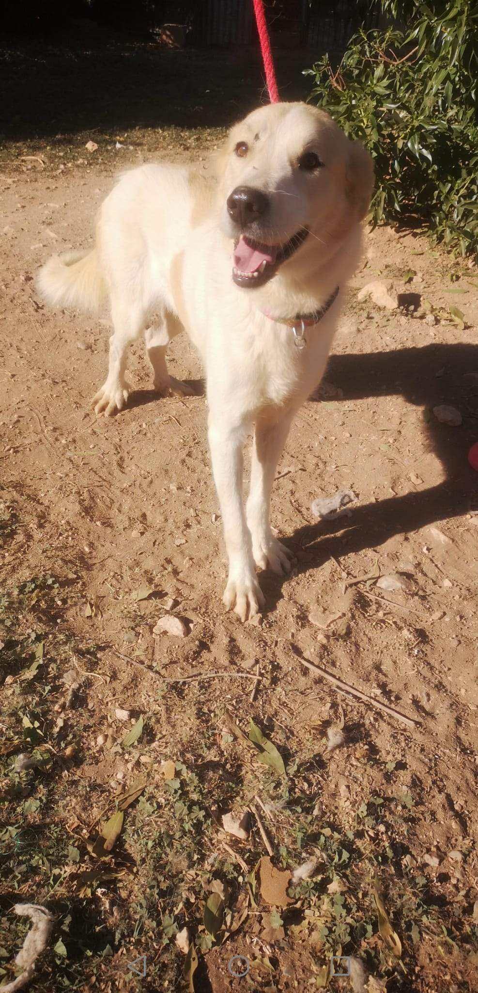 alfie_1163130286027258