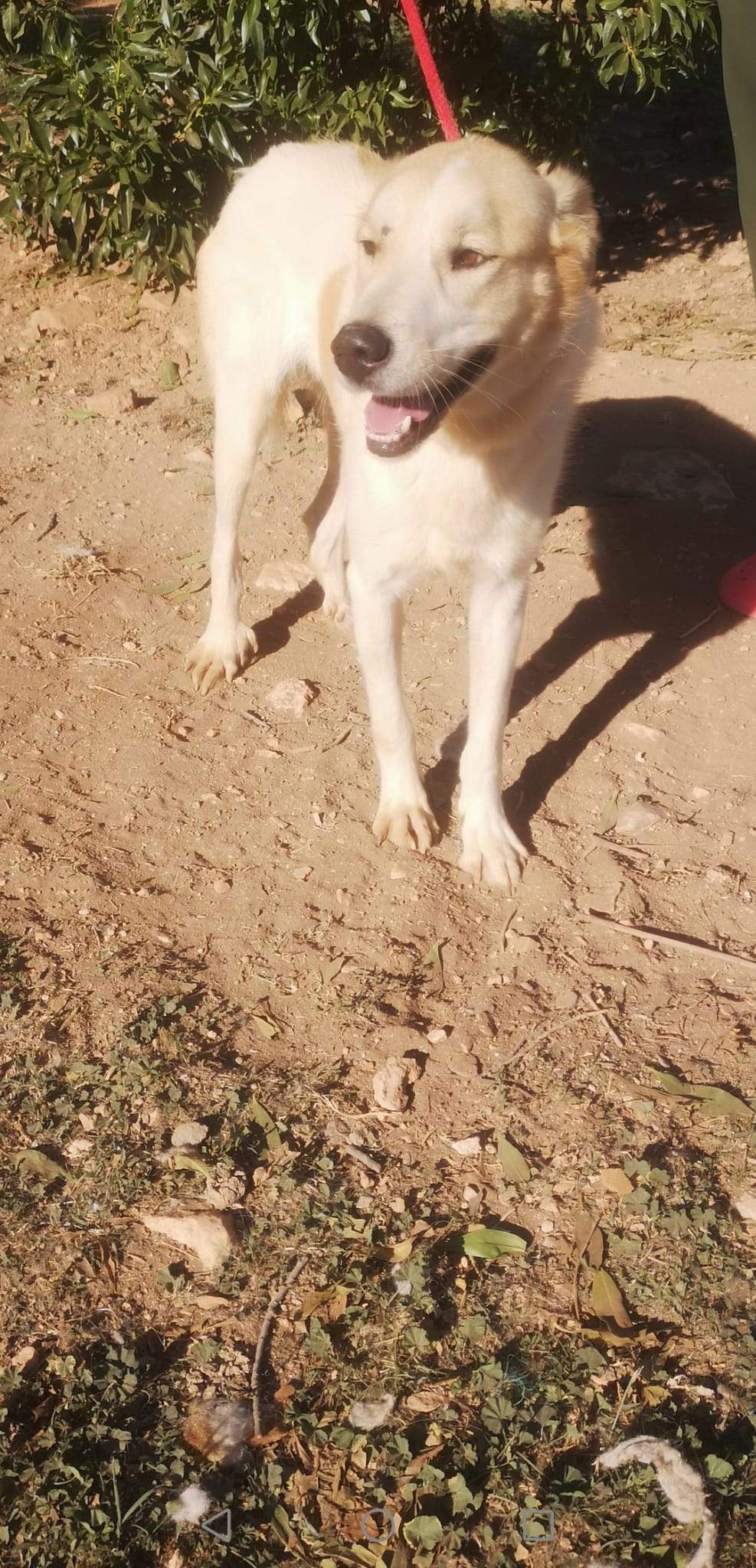 alfie_1163130302693923