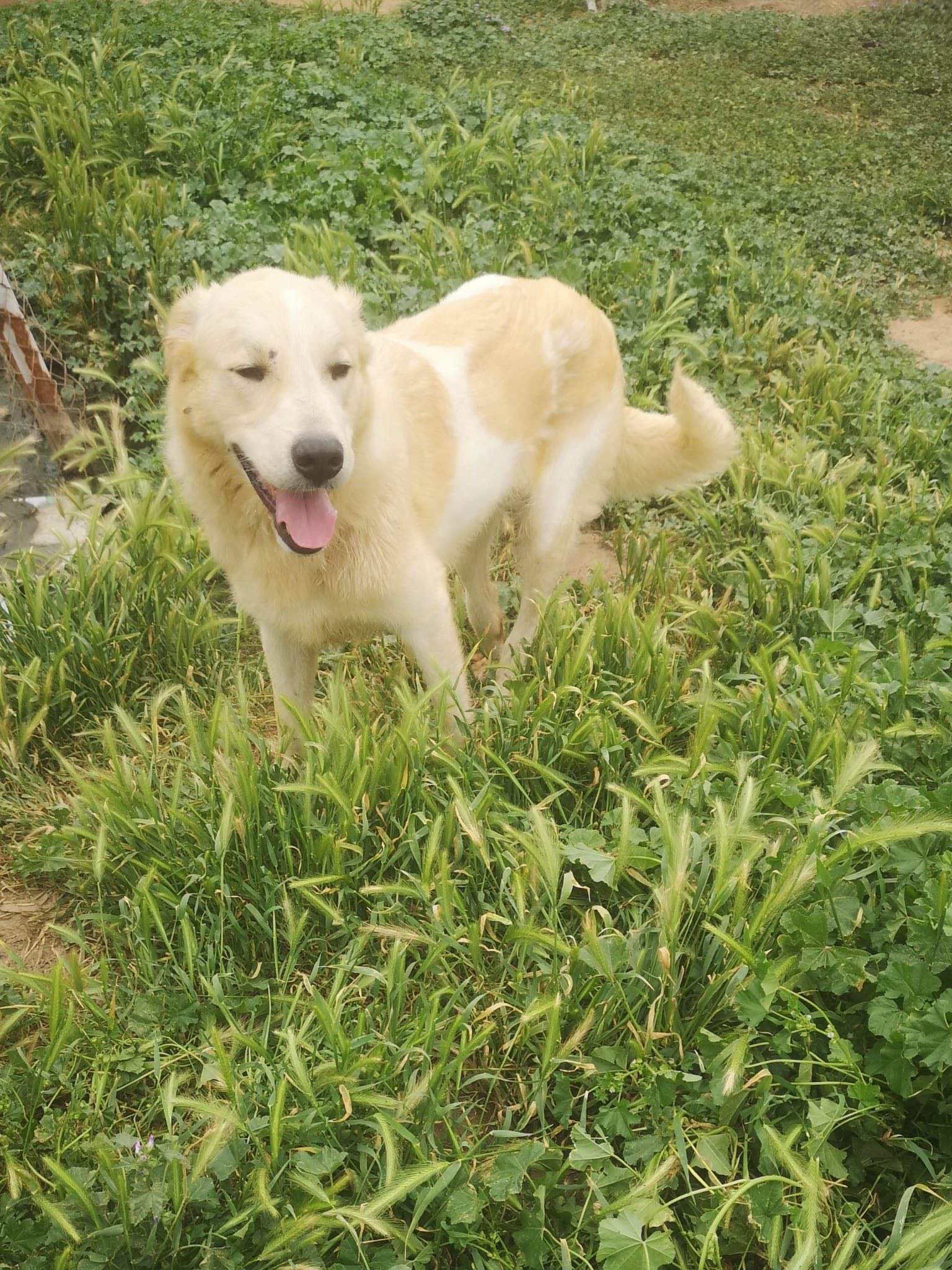 alfie_1285078977165721
