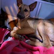 all-pins-dogs-in-spain-ready-for-a-foster-or-forever-home_1070719118601709