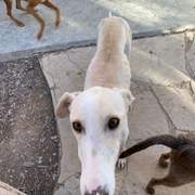 all-pins-dogs-in-spain-ready-for-a-foster-or-forever-home_1197251149281838