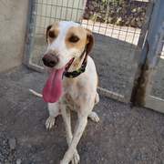 all-pins-dogs-in-spain-ready-for-a-foster-or-forever-home_1118065473867073