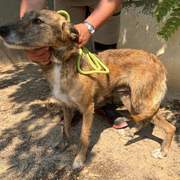 all-pins-dogs-in-spain-ready-for-a-foster-or-forever-home_1145605184446435