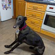 all-pins-dogs-in-spain-ready-for-a-foster-or-forever-home_1203345475339072