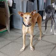 all-pins-dogs-in-spain-ready-for-a-foster-or-forever-home_1230095015997451