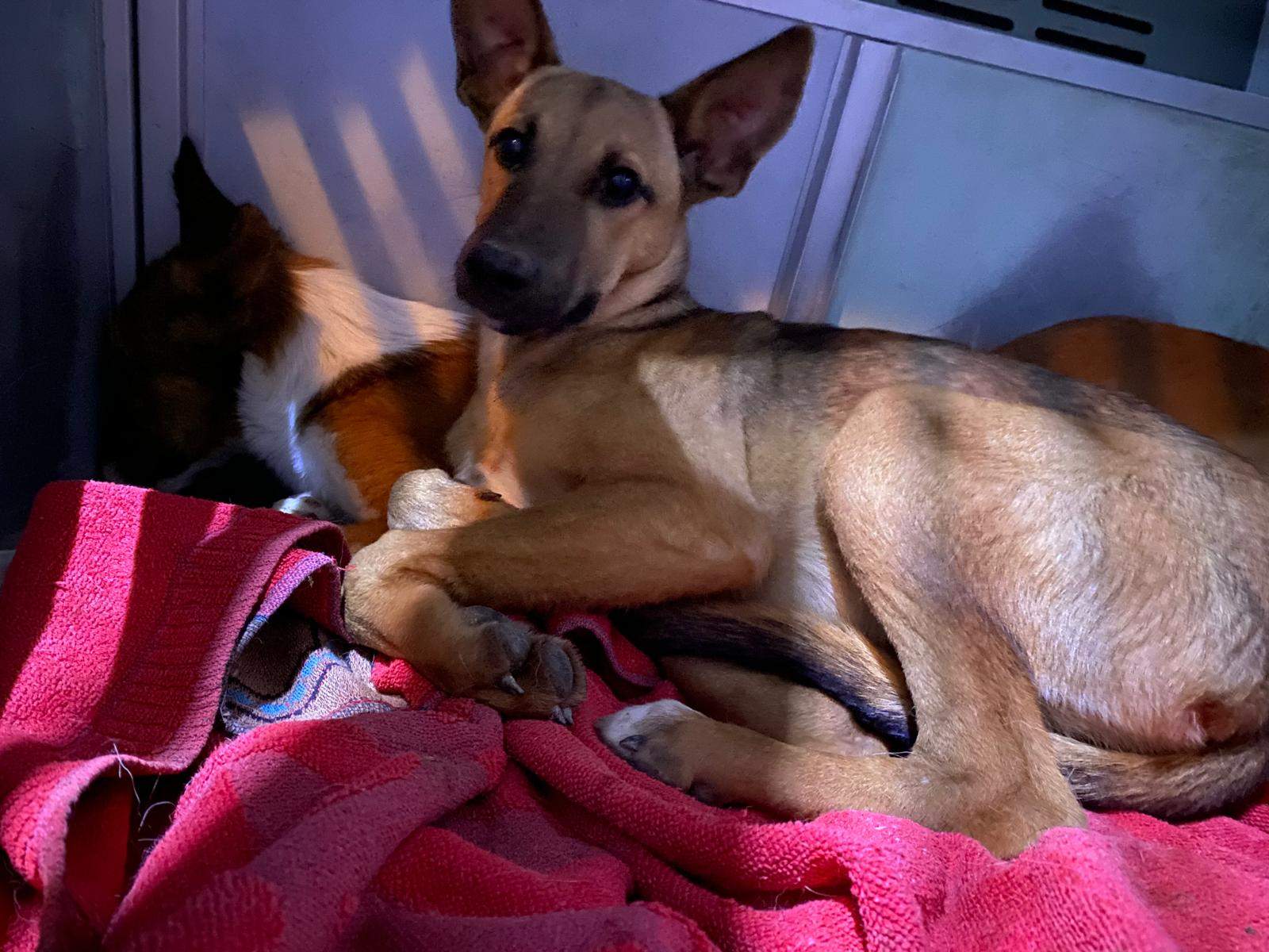 all-pins-dogs-in-spain-ready-for-a-foster-or-forever-home_1070719118601709