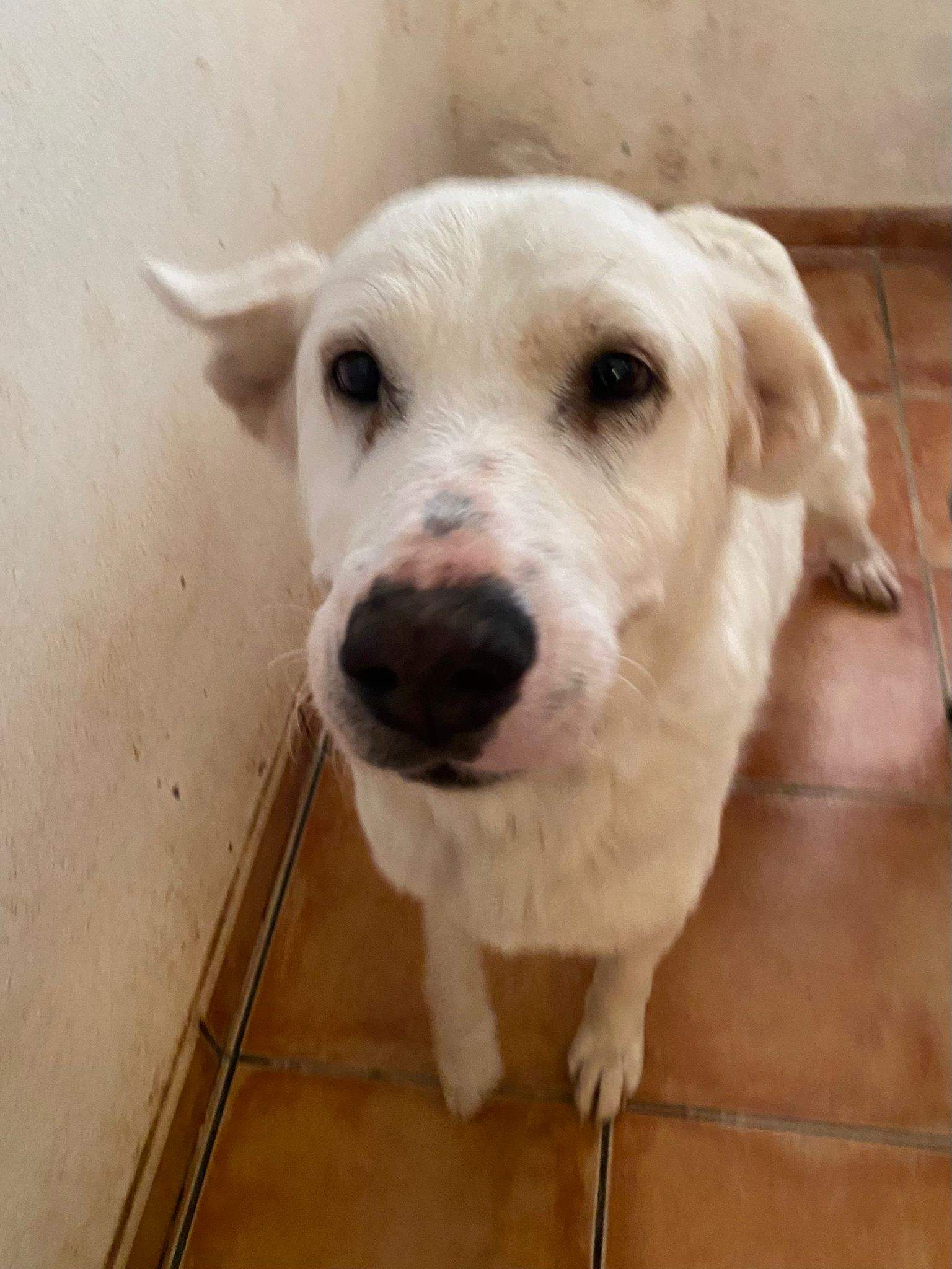 all-pins-dogs-in-spain-ready-for-a-foster-or-forever-home_1197250835948536