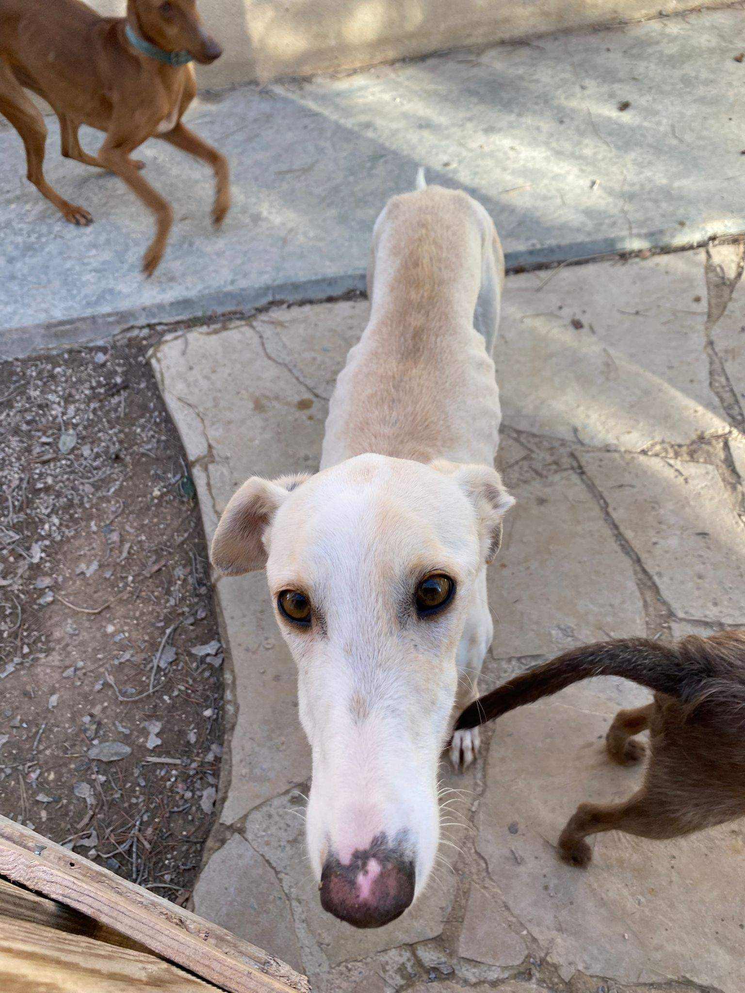 all-pins-dogs-in-spain-ready-for-a-foster-or-forever-home_1197251149281838