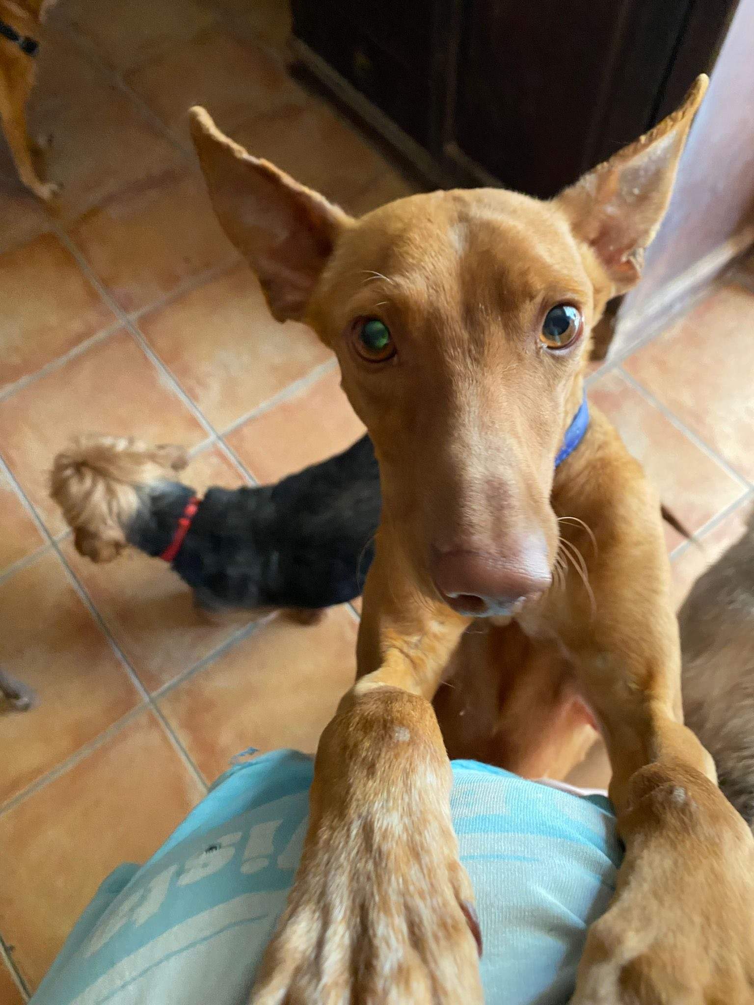 all-pins-dogs-in-spain-ready-for-a-foster-or-forever-home_1070716391935315