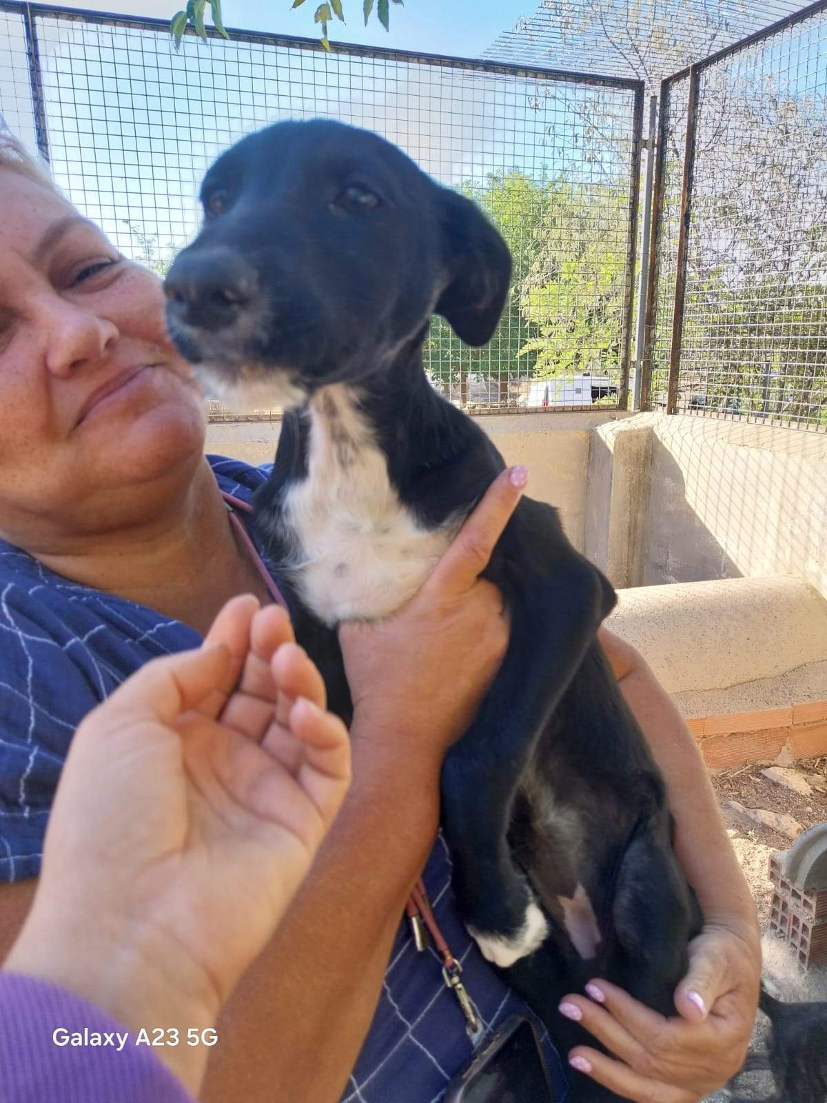 all-pins-dogs-in-spain-ready-for-a-foster-or-forever-home_1112911054382515