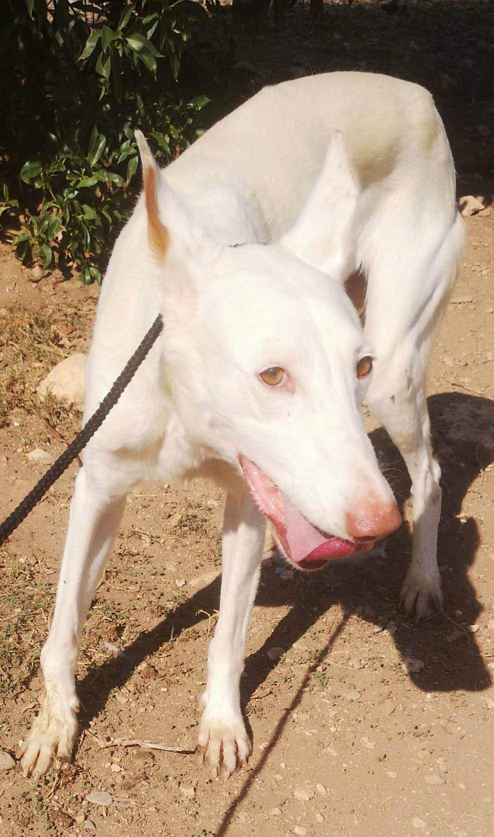 all-pins-dogs-in-spain-ready-for-a-foster-or-forever-home_1145604897779797