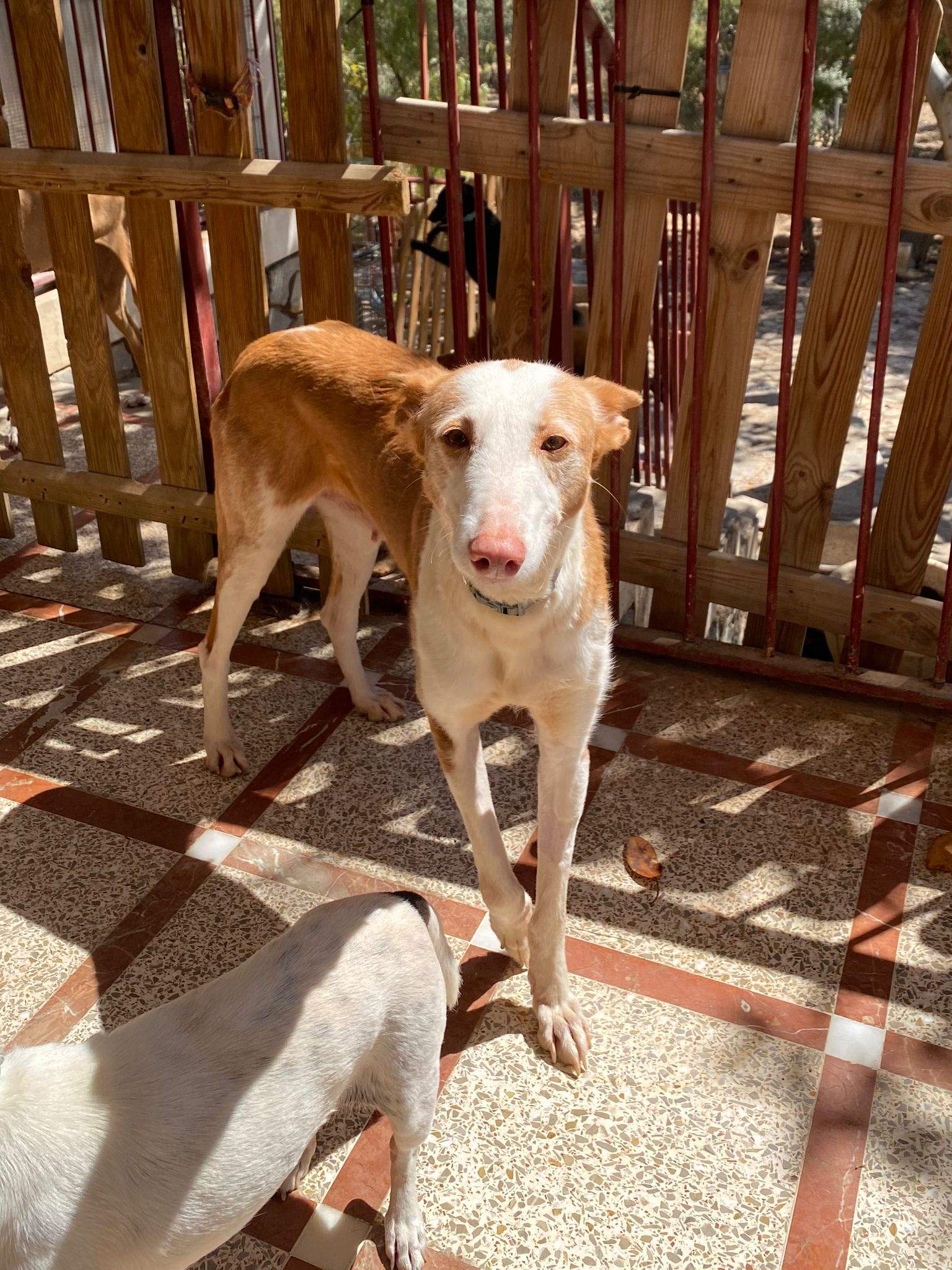 all-pins-dogs-in-spain-ready-for-a-foster-or-forever-home_1070717061935248