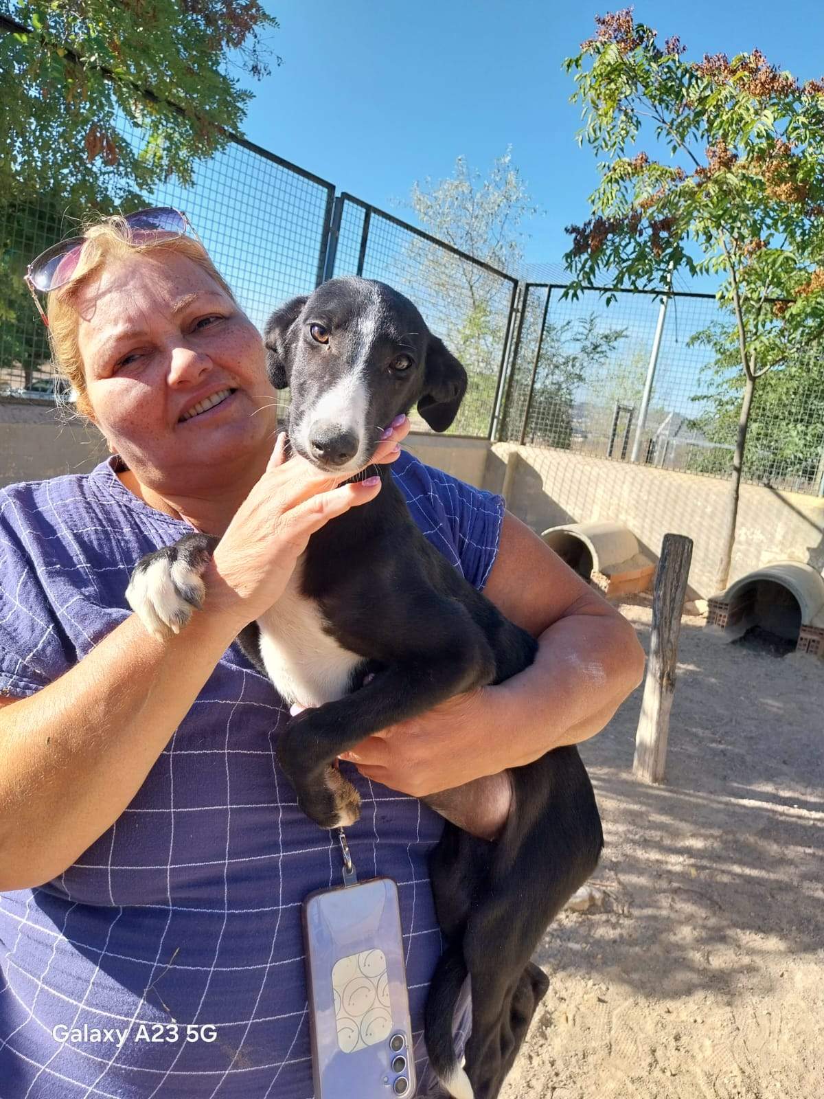 all-pins-dogs-in-spain-ready-for-a-foster-or-forever-home_1112910944382526