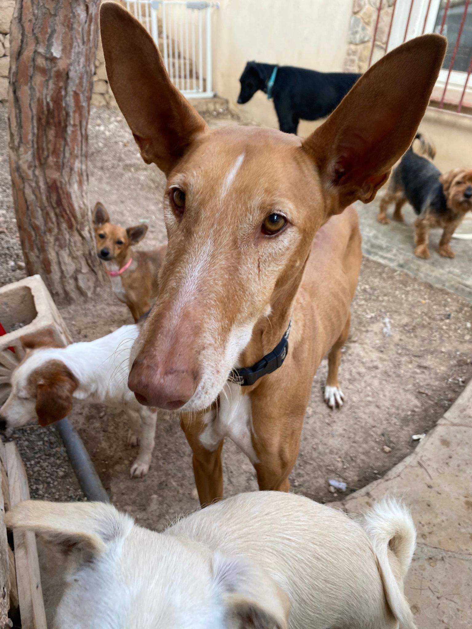 all-pins-dogs-in-spain-ready-for-a-foster-or-forever-home_1070716851935269