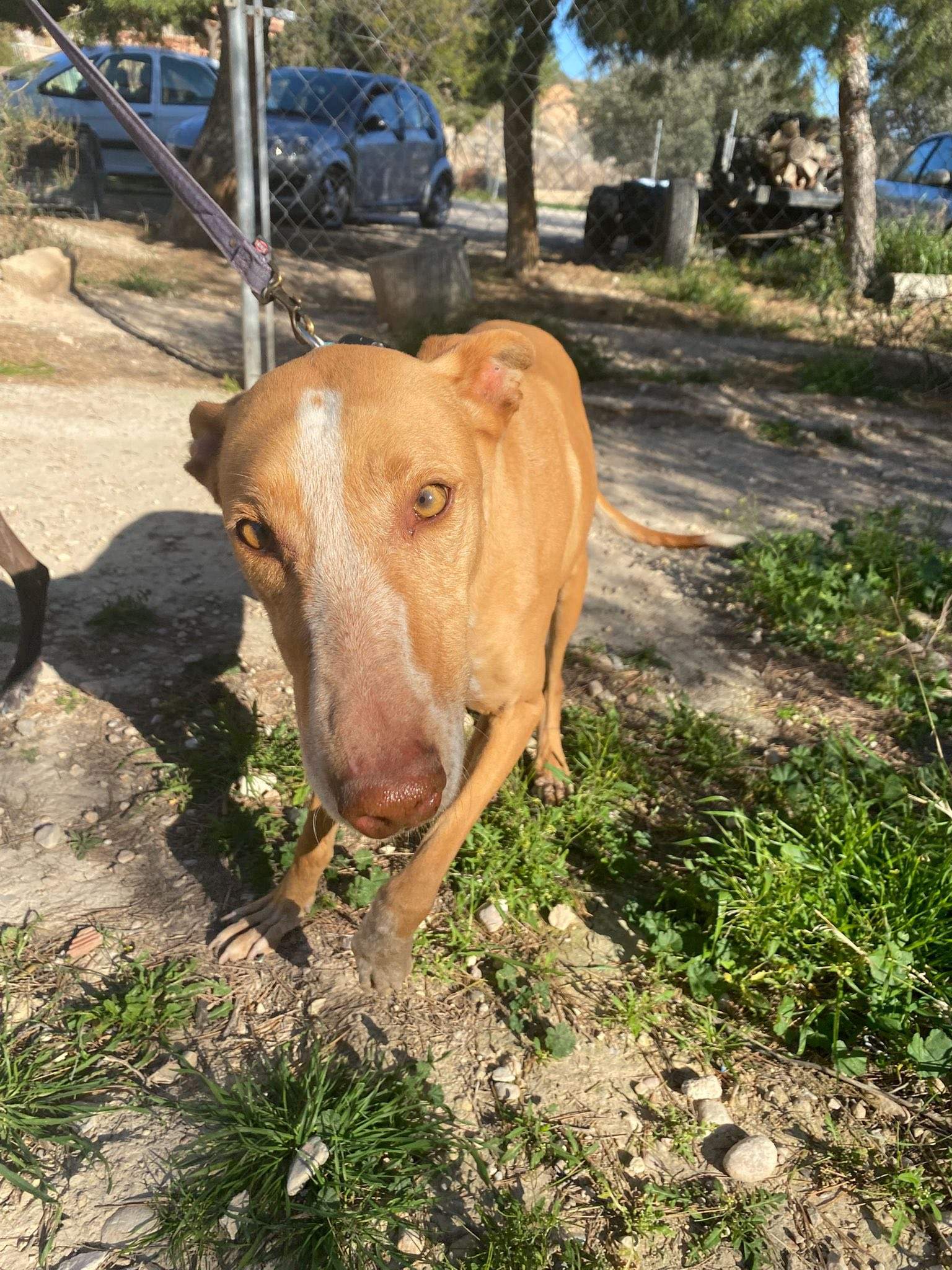 all-pins-dogs-in-spain-ready-for-a-foster-or-forever-home_1230094629330823