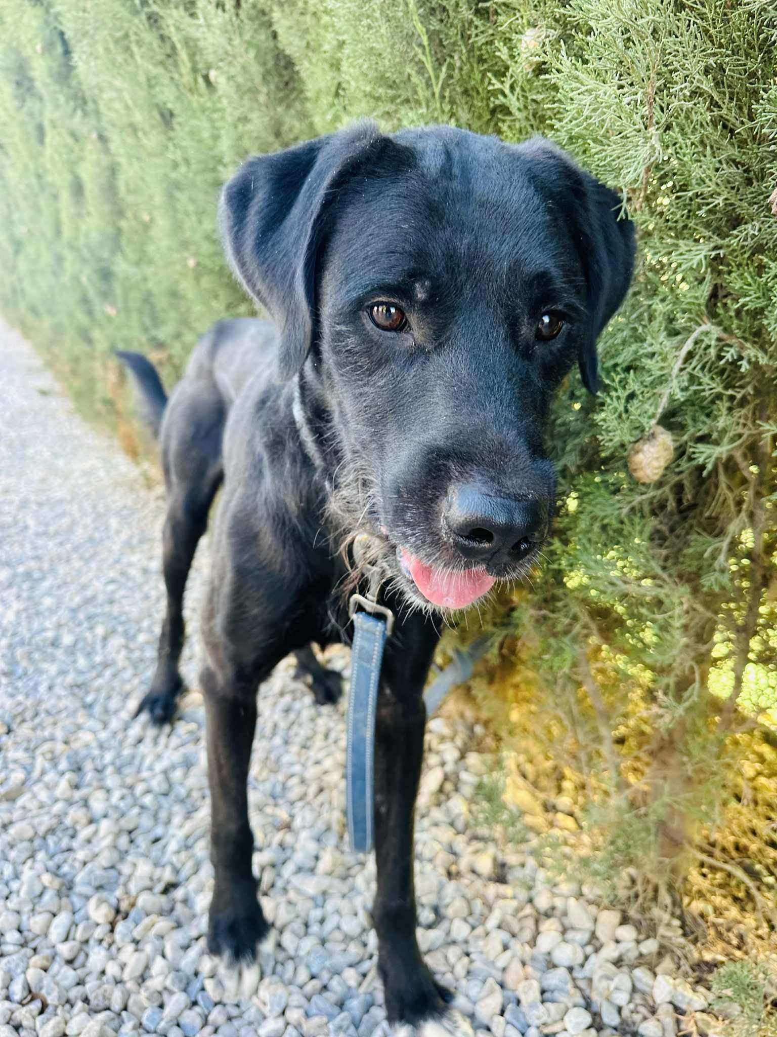 all-pins-dogs-in-spain-ready-for-a-foster-or-forever-home_1112910244382596