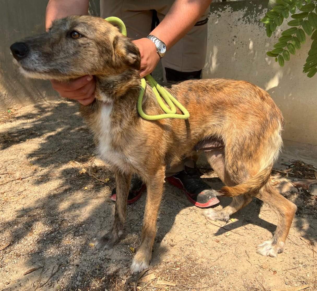 all-pins-dogs-in-spain-ready-for-a-foster-or-forever-home_1145605184446435