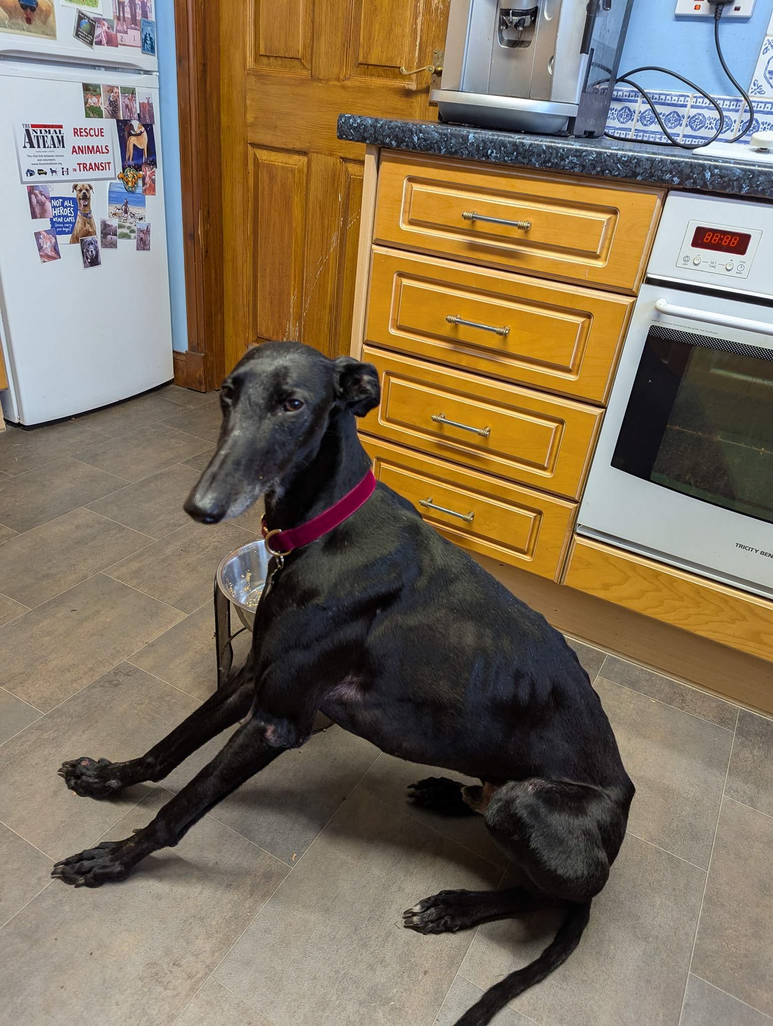 all-pins-dogs-in-spain-ready-for-a-foster-or-forever-home_1203345475339072