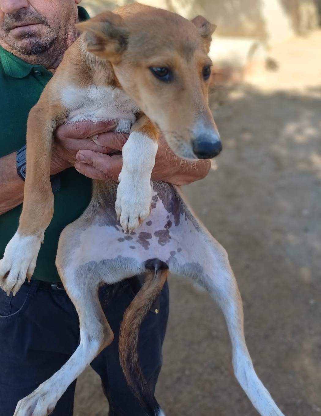 all-pins-dogs-in-spain-ready-for-a-foster-or-forever-home_1118063927200561