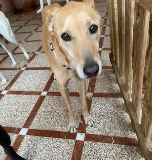 all-pins-dogs-in-spain-ready-for-a-foster-or-forever-home_1070716588601962