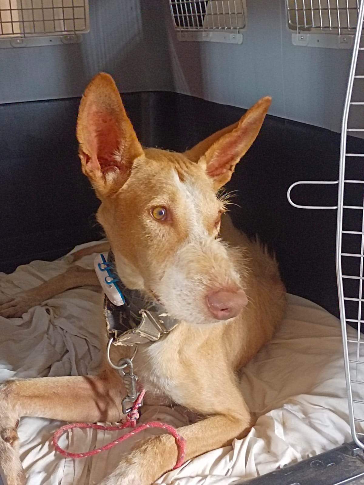 all-pins-dogs-in-spain-ready-for-a-foster-or-forever-home_1070717575268530