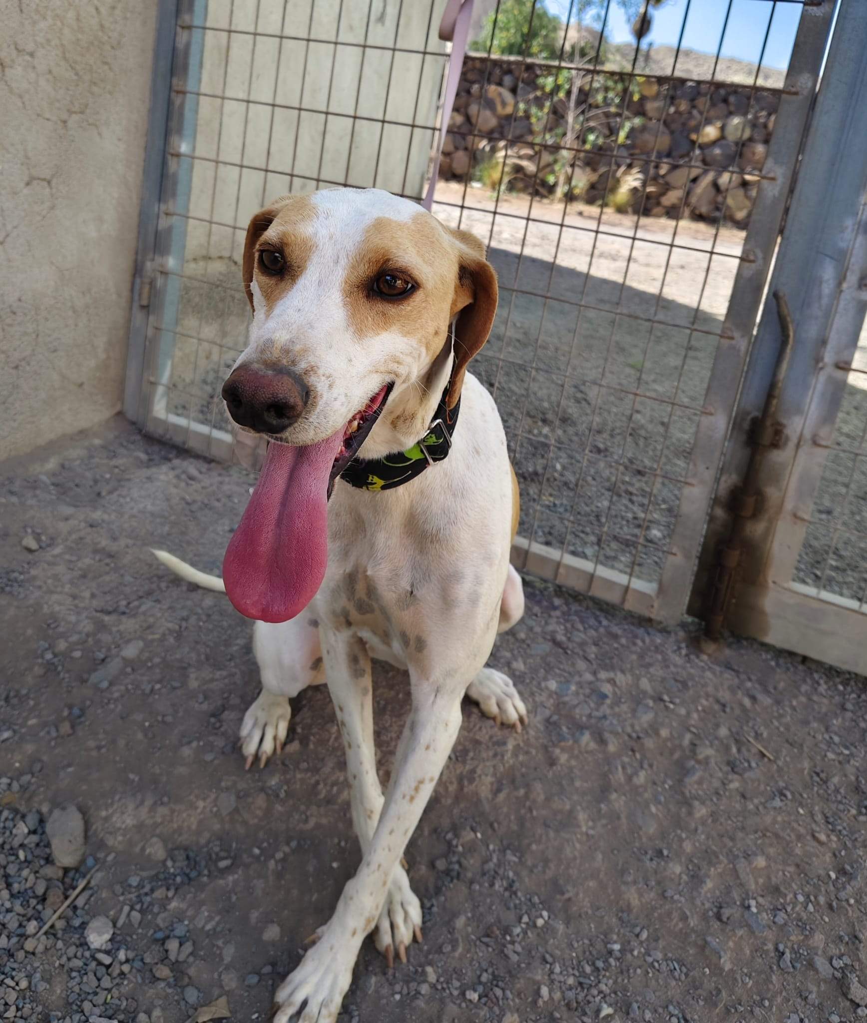 all-pins-dogs-in-spain-ready-for-a-foster-or-forever-home_1118065473867073