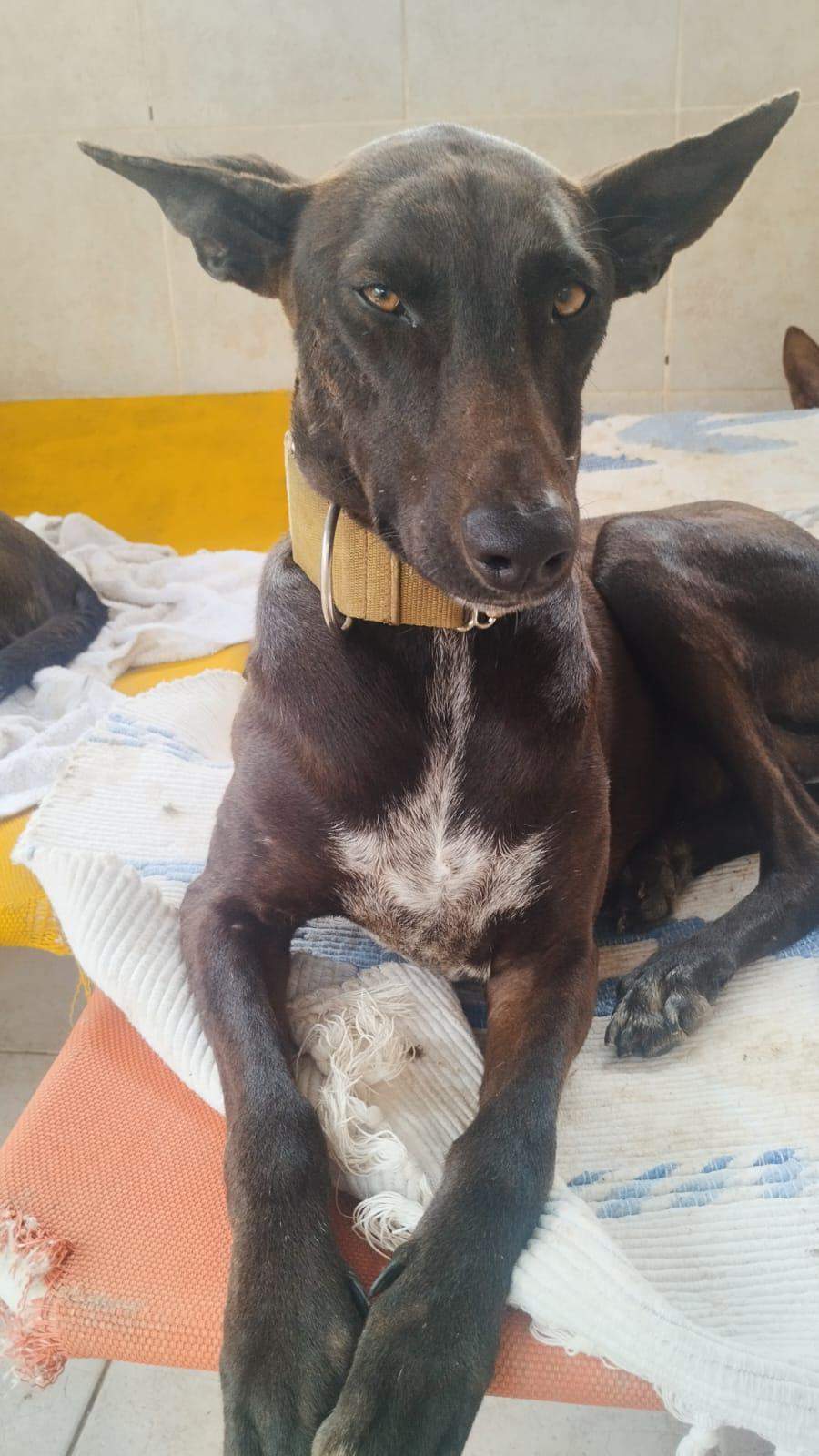 all-pins-dogs-in-spain-ready-for-a-foster-or-forever-home_1230094765997476