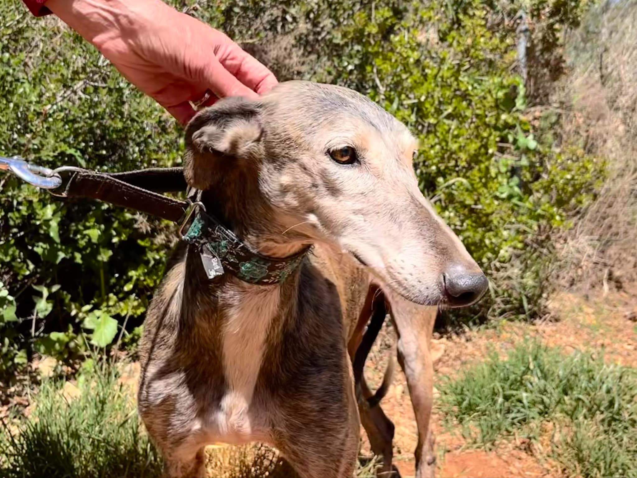 all-pins-dogs-in-spain-ready-for-a-foster-or-forever-home_1070718248601796