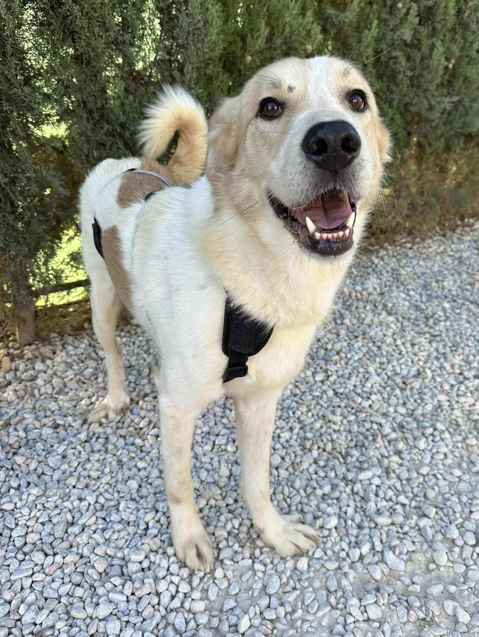 all-pins-dogs-in-spain-ready-for-a-foster-or-forever-home_1112910001049287