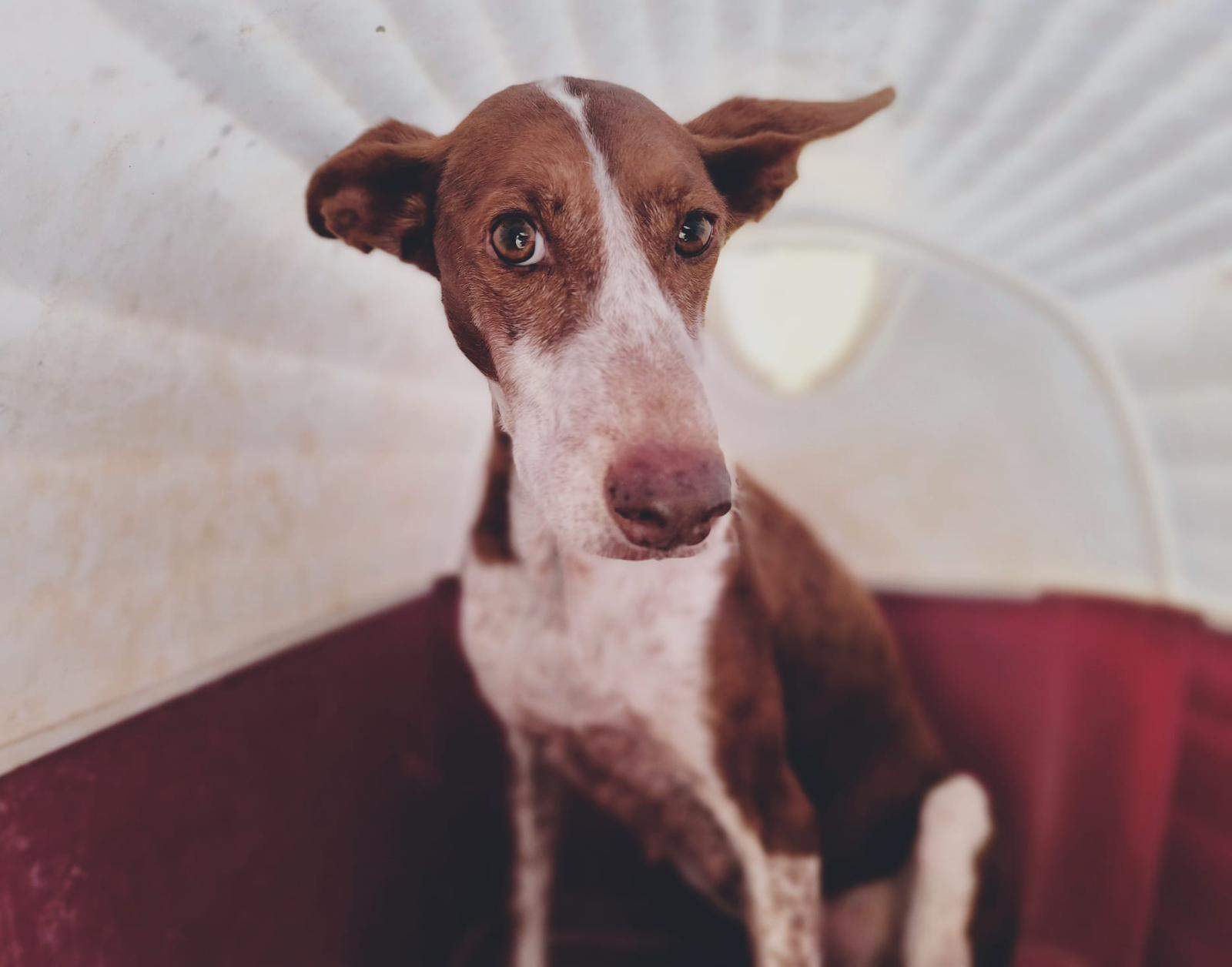 all-pins-dogs-in-spain-ready-for-a-foster-or-forever-home_1230094895997463