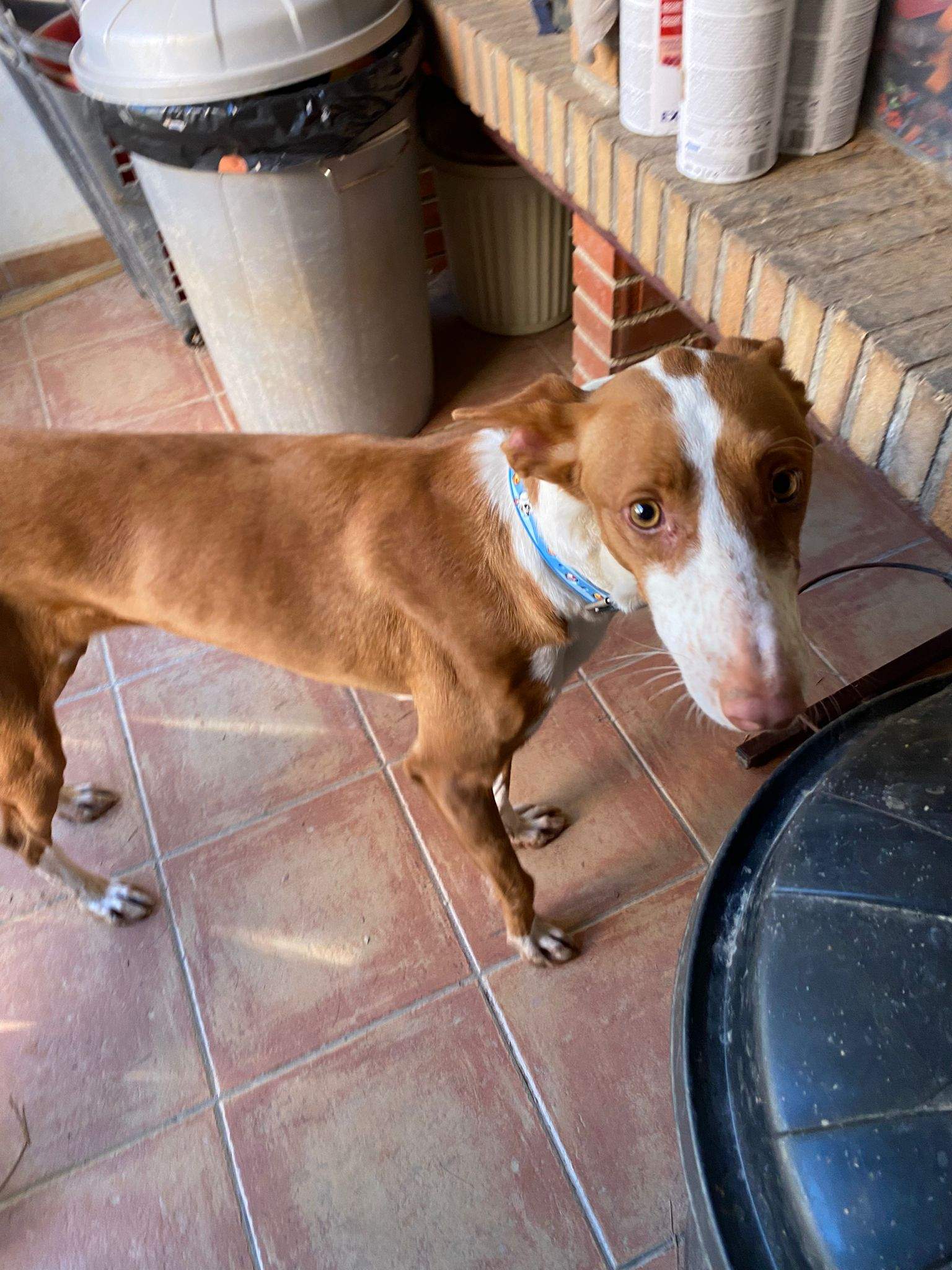 all-pins-dogs-in-spain-ready-for-a-foster-or-forever-home_1197250752615211