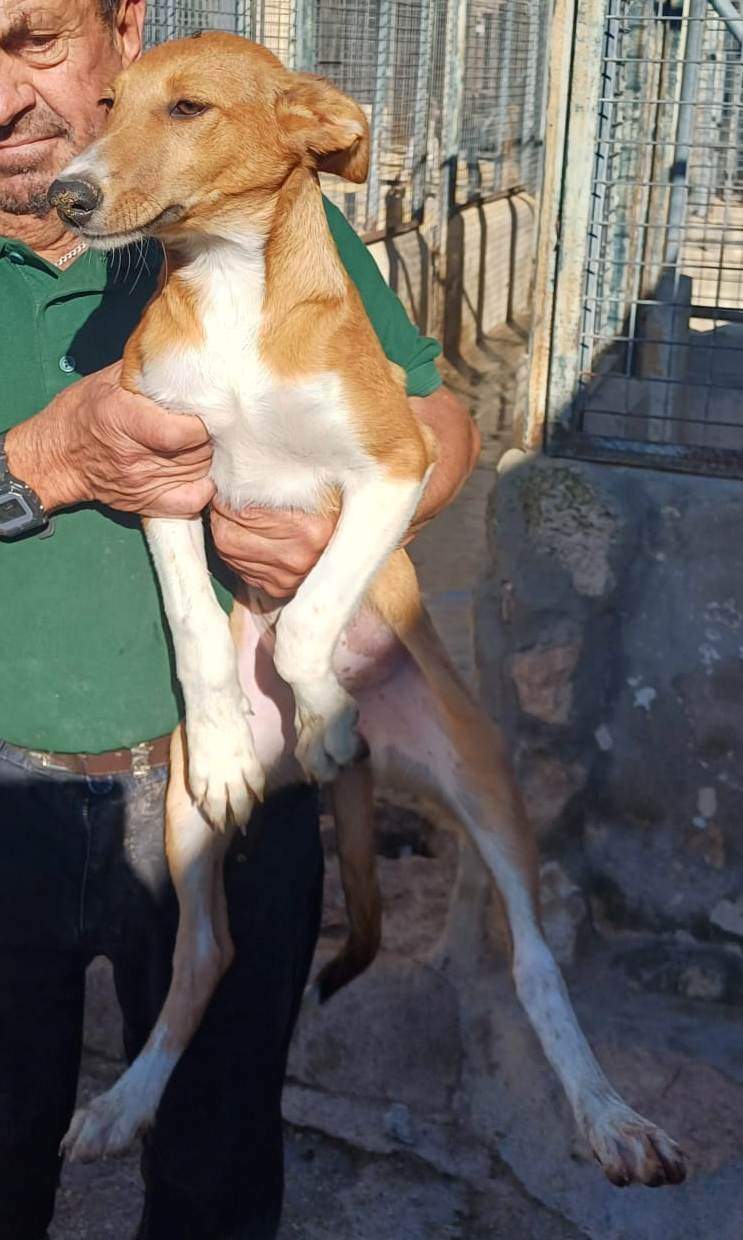 all-pins-dogs-in-spain-ready-for-a-foster-or-forever-home_1118063597200594