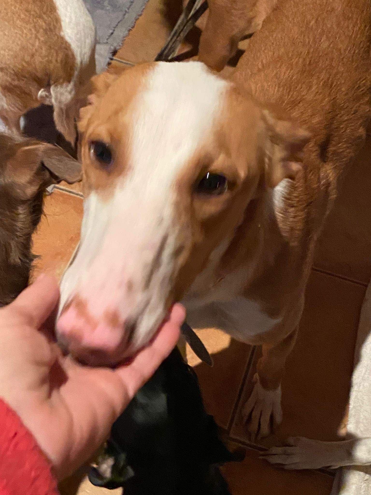 all-pins-dogs-in-spain-ready-for-a-foster-or-forever-home_1197250595948560