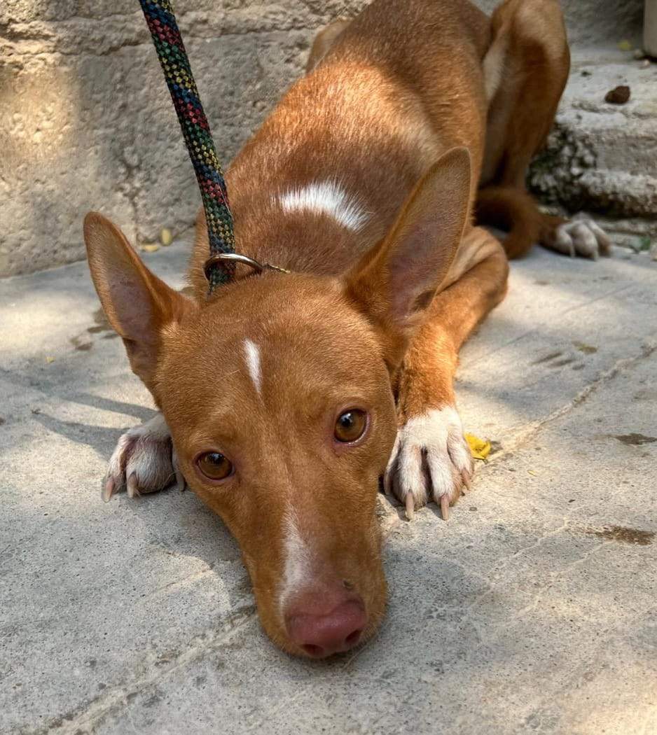 all-pins-dogs-in-spain-ready-for-a-foster-or-forever-home_1112910864382534