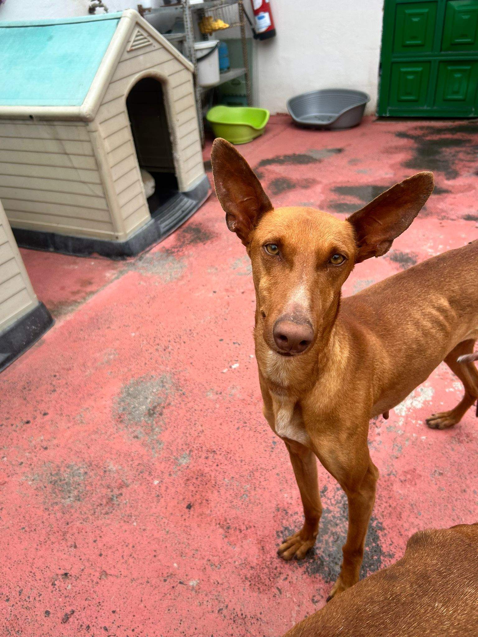all-pins-dogs-in-spain-ready-for-a-foster-or-forever-home_1070717851935169