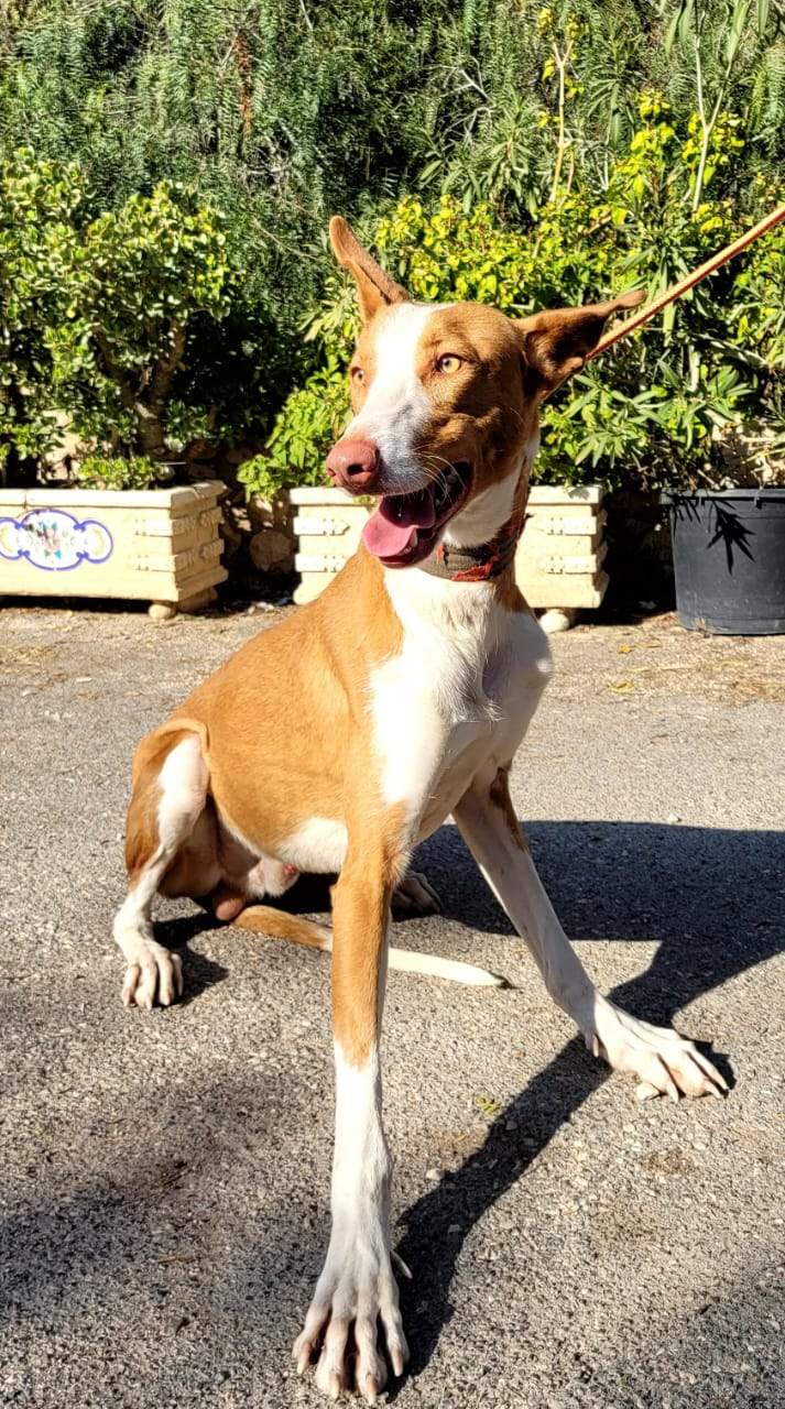 all-pins-dogs-in-spain-ready-for-a-foster-or-forever-home_1070717318601889