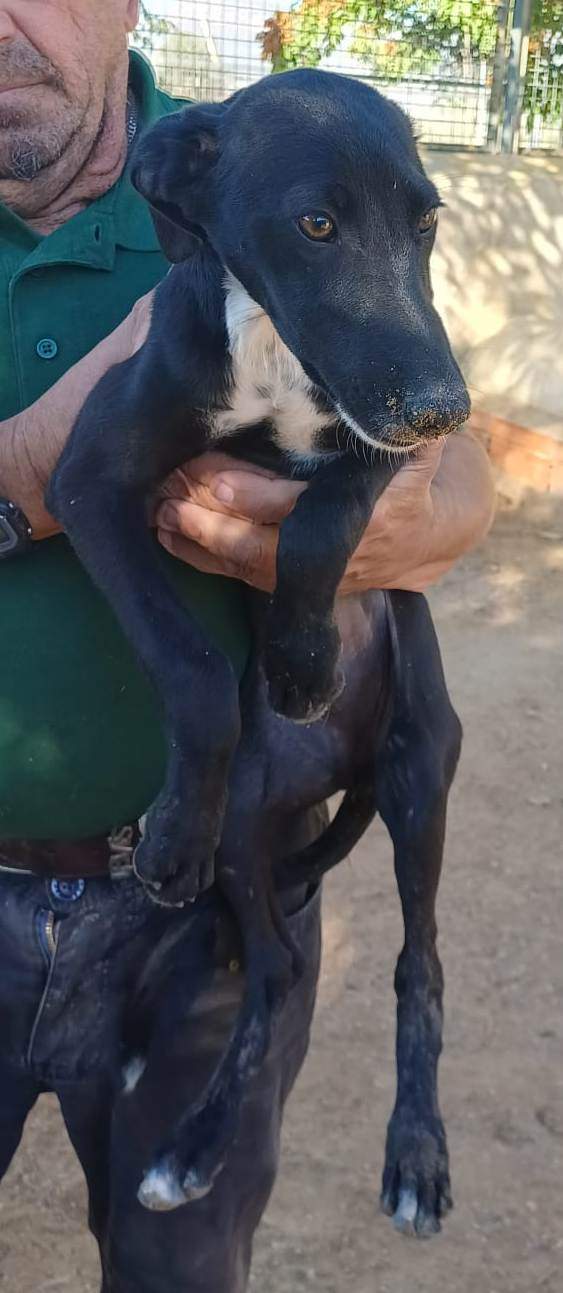 all-pins-dogs-in-spain-ready-for-a-foster-or-forever-home_1118062950533992