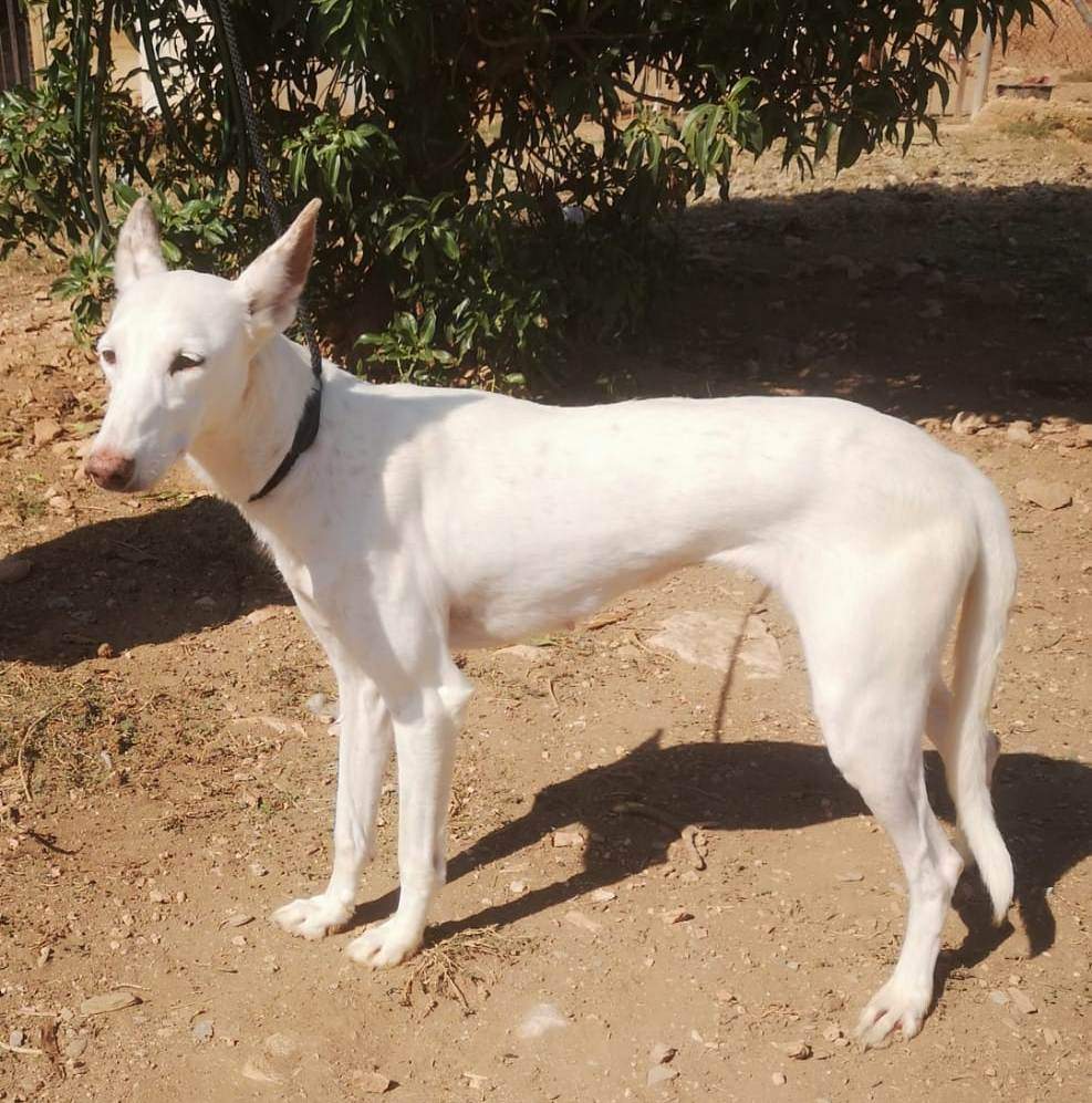 all-pins-dogs-in-spain-ready-for-a-foster-or-forever-home_1145603601113260