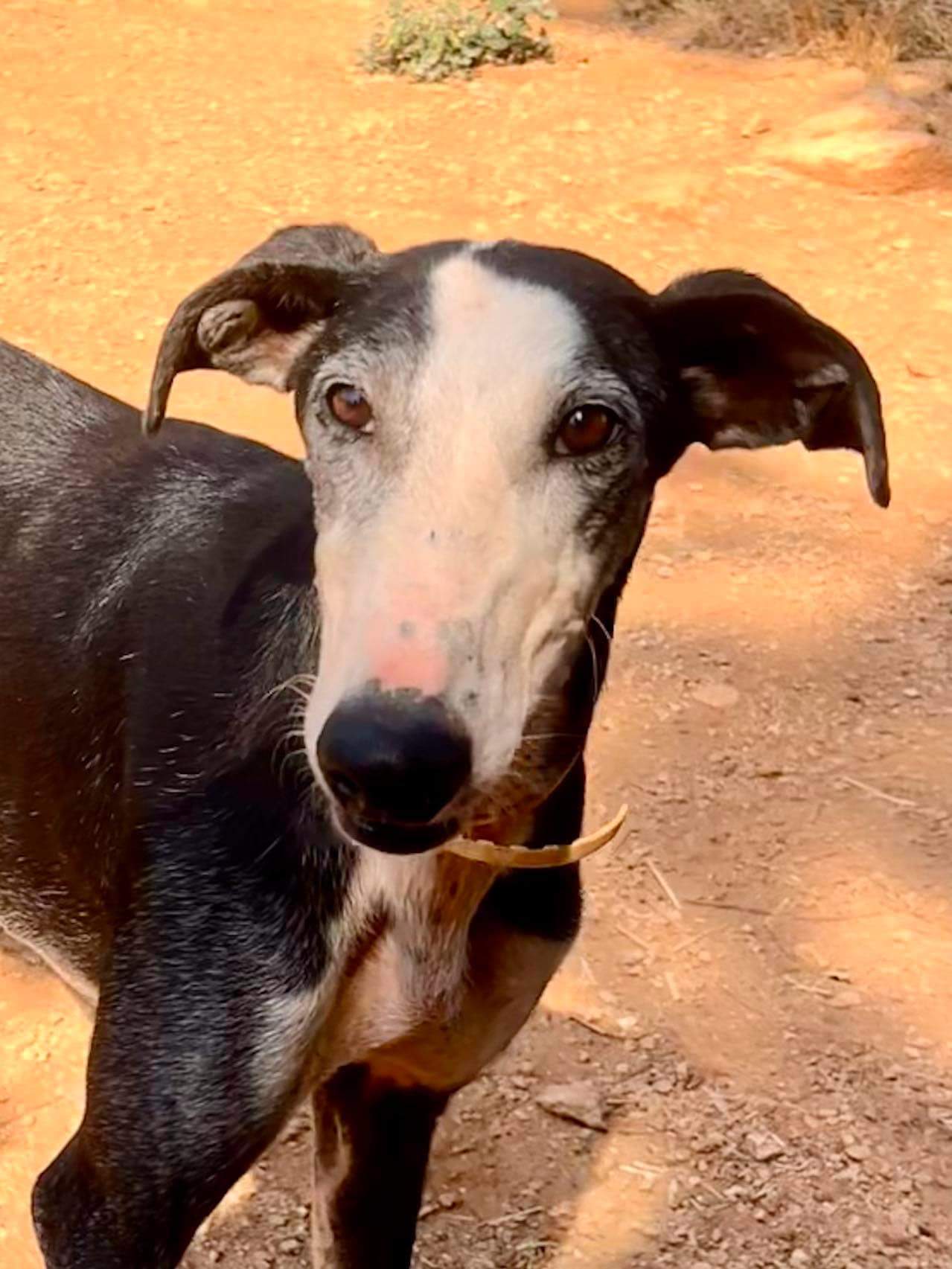 all-pins-dogs-in-spain-ready-for-a-foster-or-forever-home_1070718441935110
