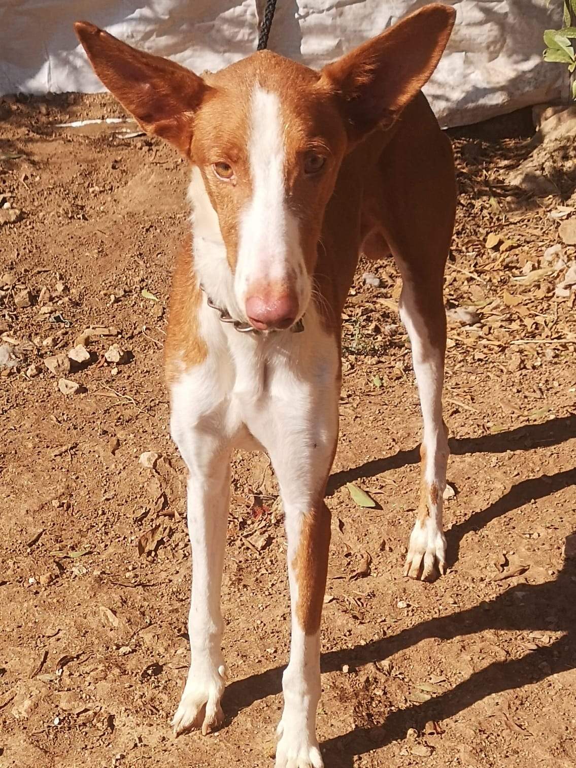 all-pins-dogs-in-spain-ready-for-a-foster-or-forever-home_1145604027779884