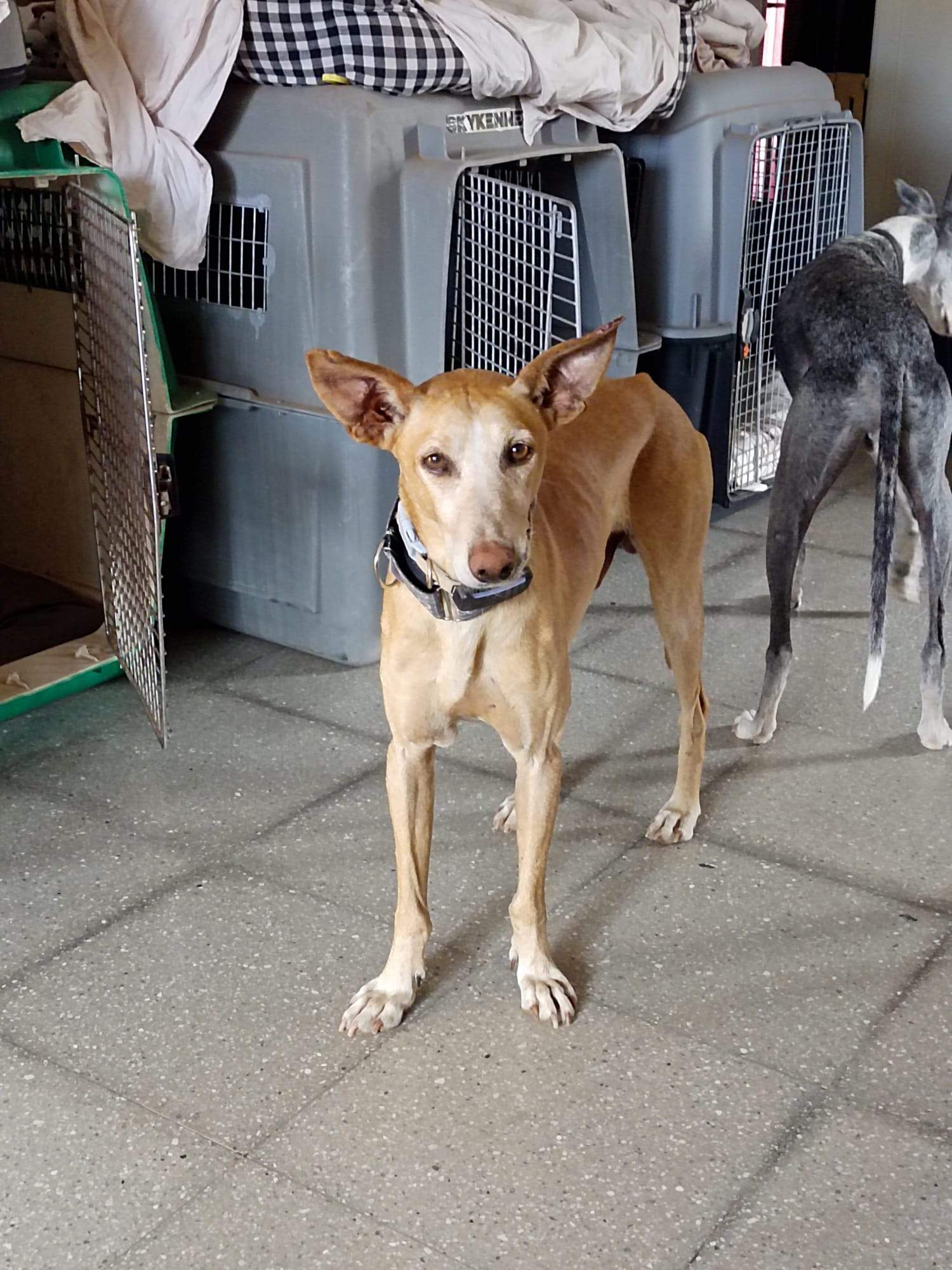 all-pins-dogs-in-spain-ready-for-a-foster-or-forever-home_1230095015997451