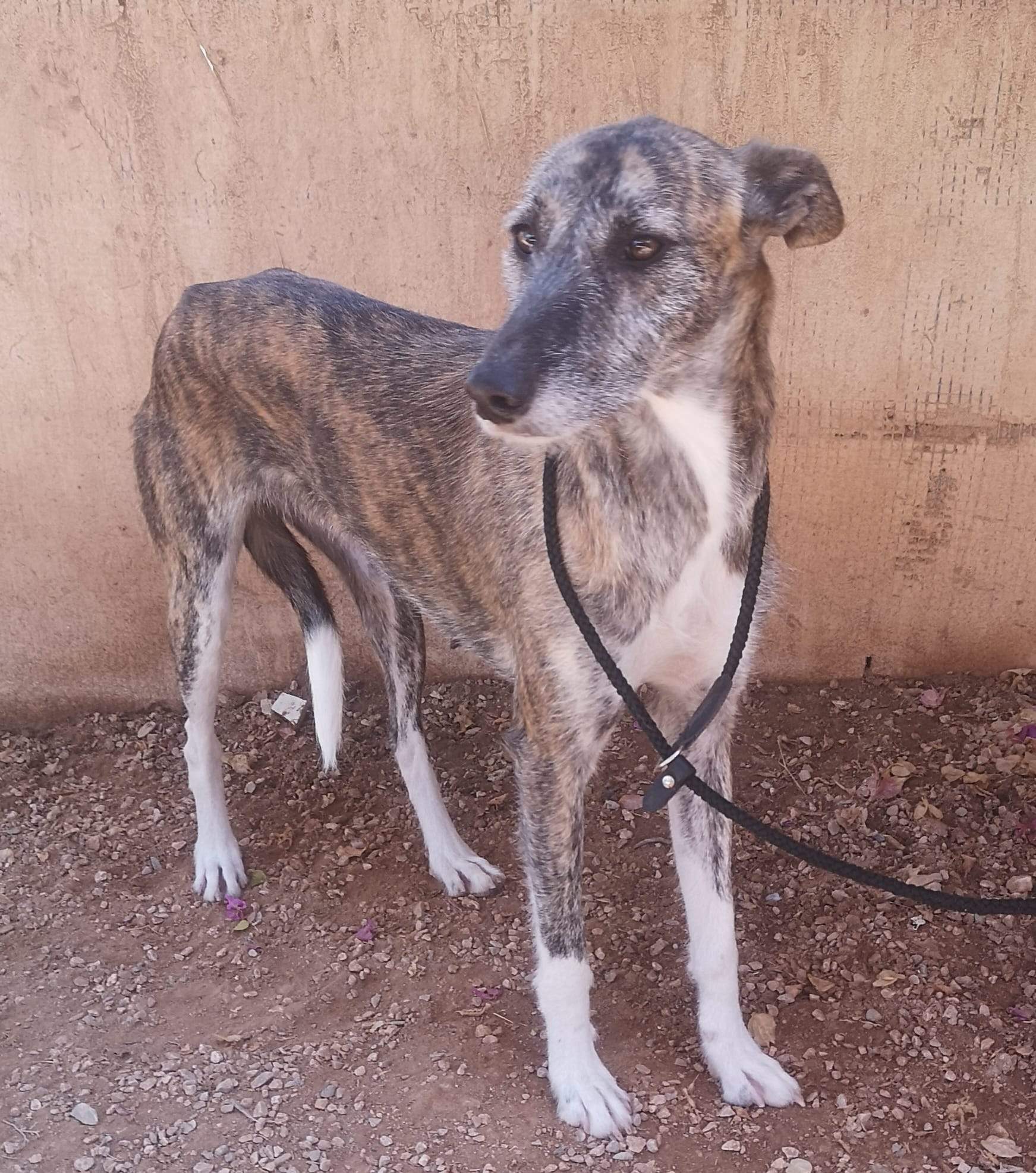 all-pins-dogs-in-spain-ready-for-a-foster-or-forever-home_1145604544446499