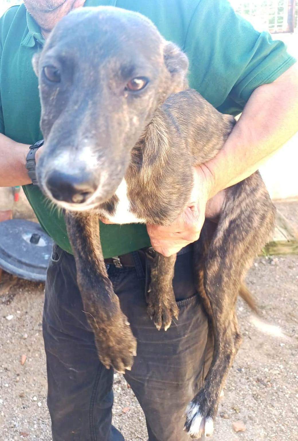 all-pins-dogs-in-spain-ready-for-a-foster-or-forever-home_1118063153867305