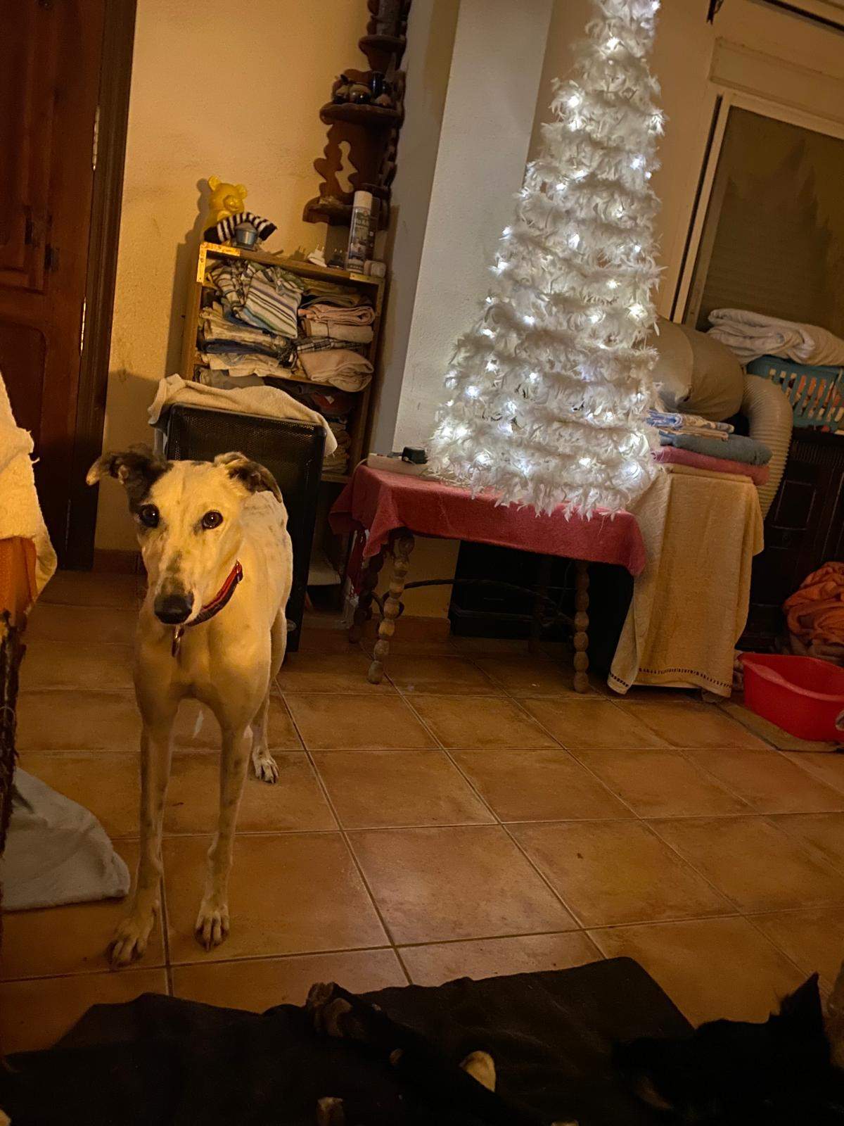 all-pins-dogs-in-spain-ready-for-a-foster-or-forever-home_1197251055948514