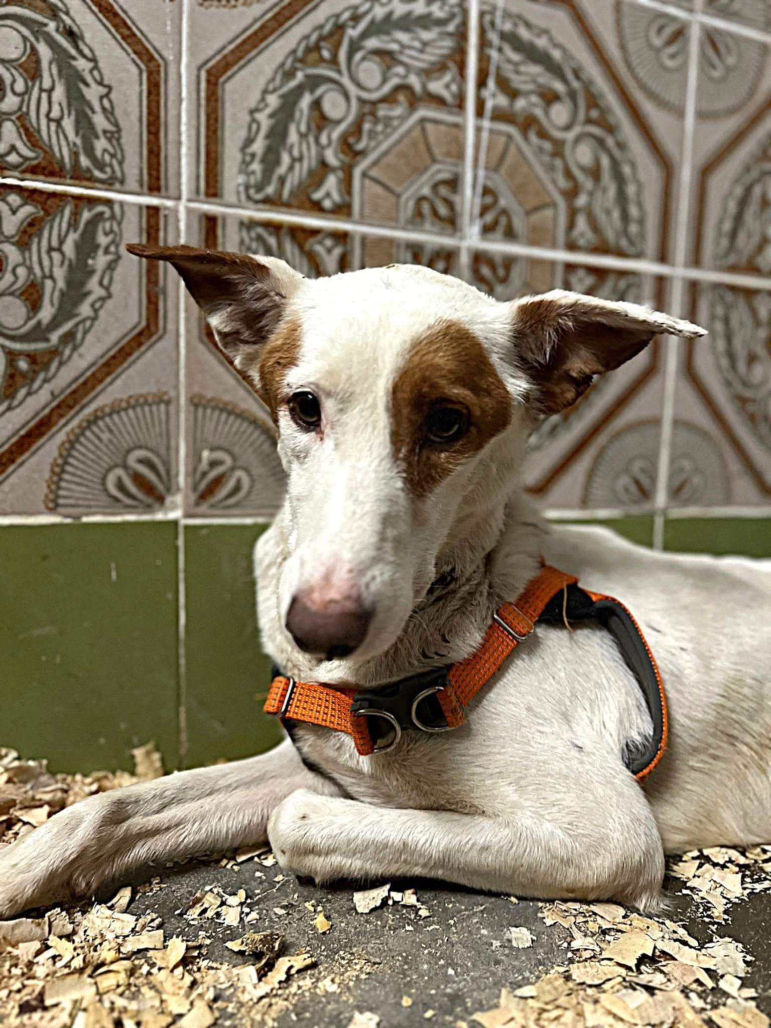 all-pins-dogs-in-spain-ready-for-a-foster-or-forever-home_1070718668601754