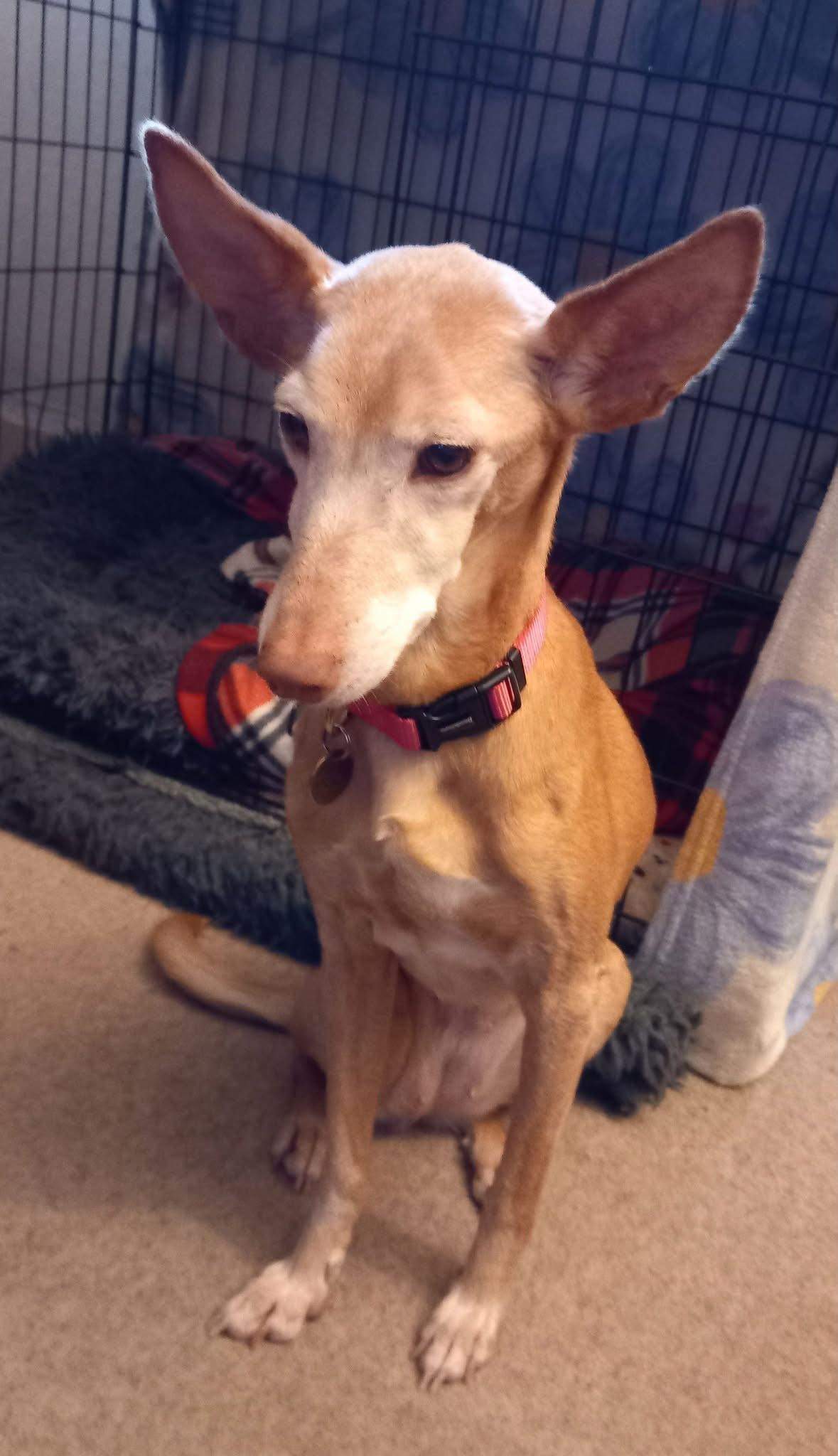 anji_1130280272645593