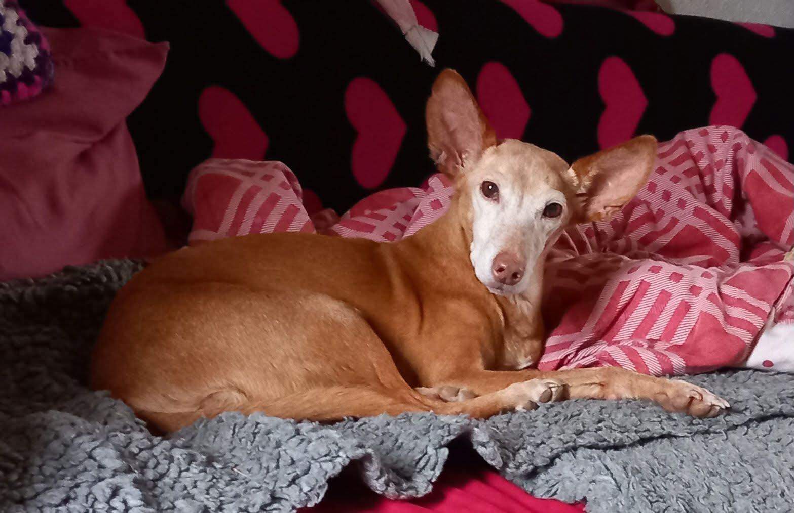 anji_1134450758895211