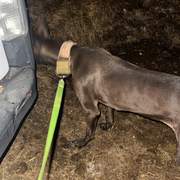 bagheera_1221495720190714